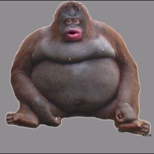 Meet your Posher, Dan